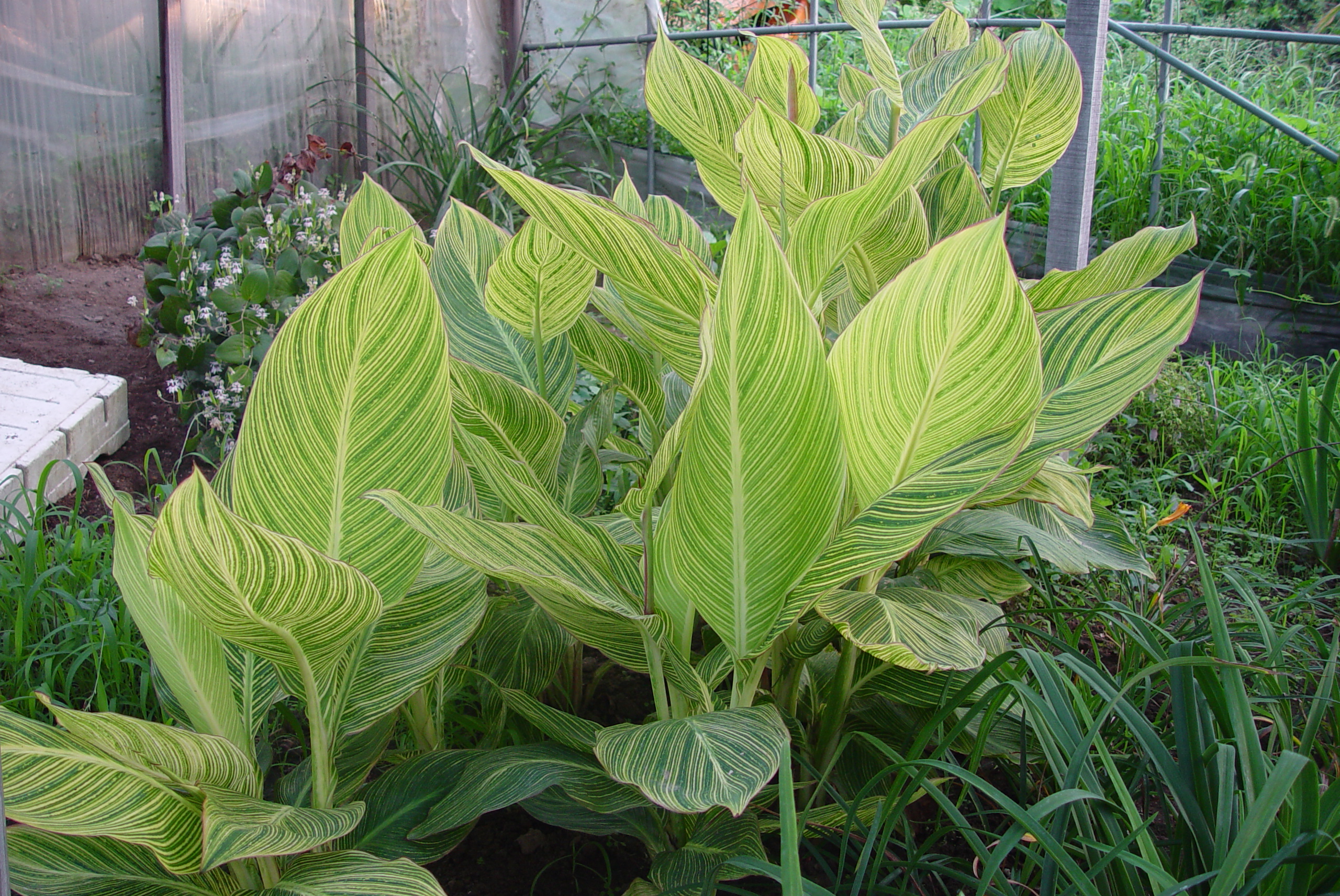 Canna americannallis 'Bengal Tiger'